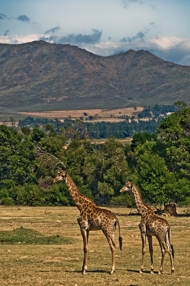 Giraffen in Südafrika von steba4 