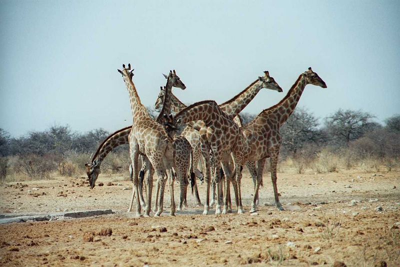 Giraffen in Südafrika