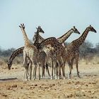 Giraffen in Südafrika