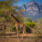 Giraffen in Südafrika