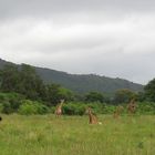 Giraffen in Südafrika