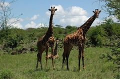 Giraffen in Tsavo West
