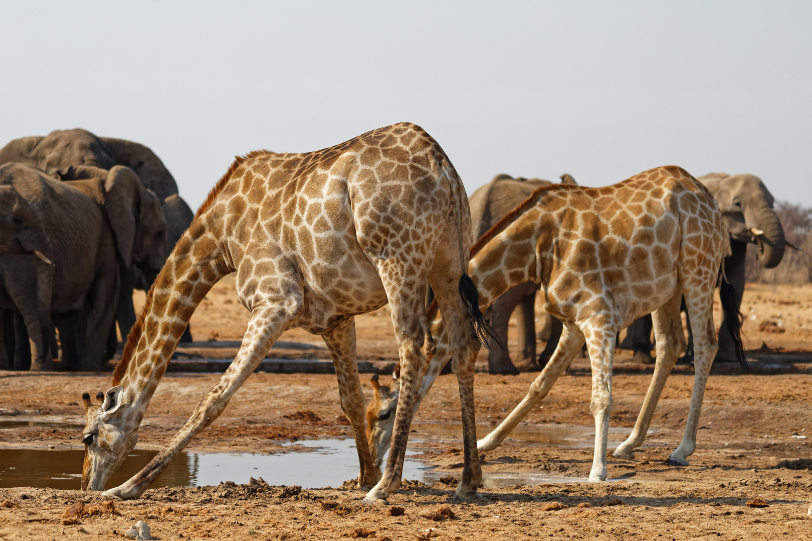 Giraffen in Tsumcor