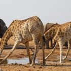 Giraffen in Tsumcor