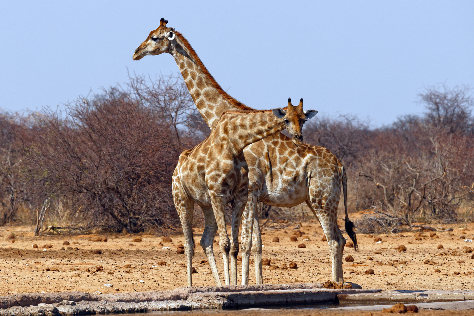 Giraffen in Tsumcor