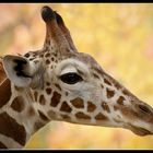 Giraffen-Junges