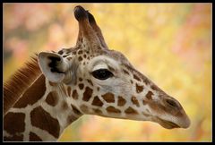 Giraffen-Junges