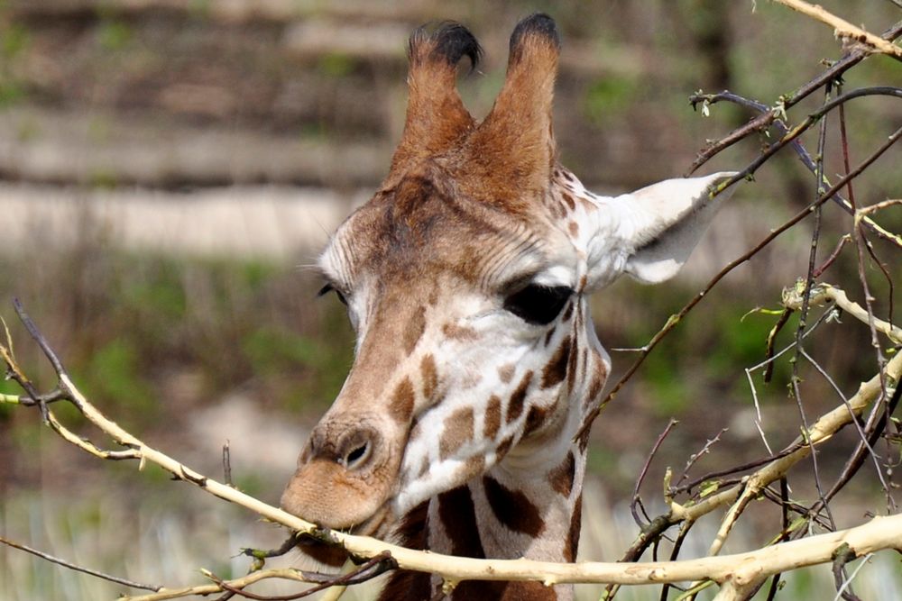 Giraffen Junges beim Fressen 2