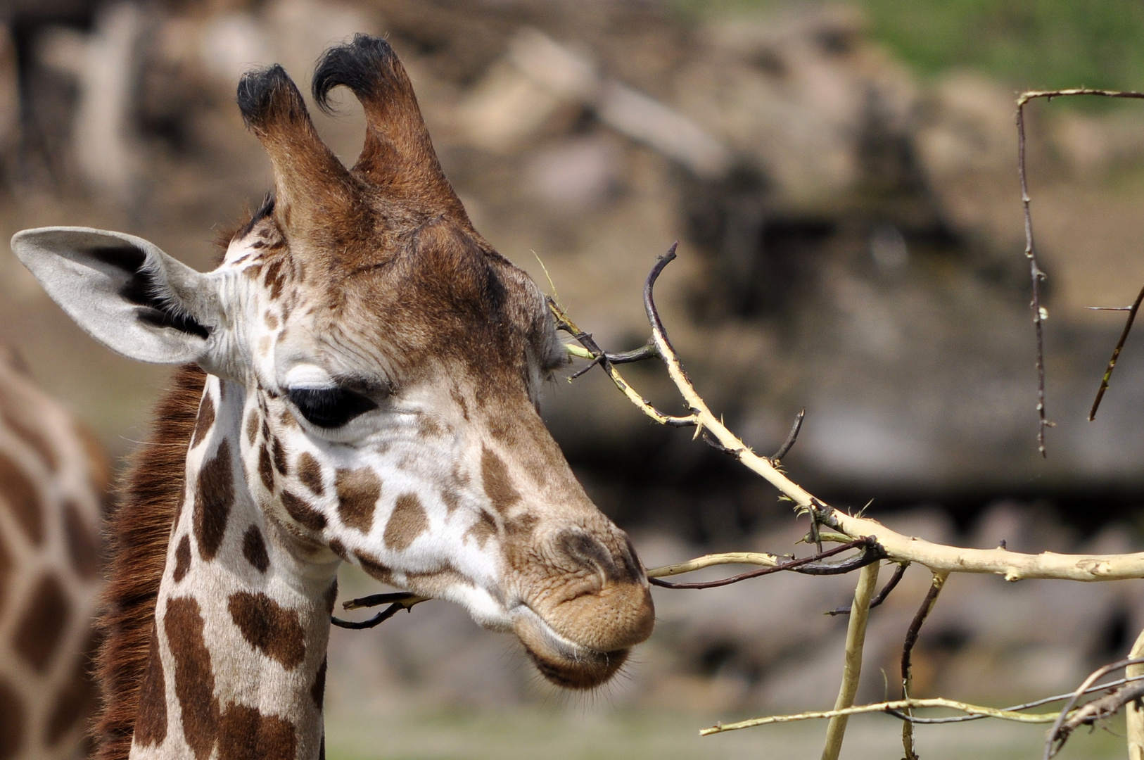 Giraffen Junges beim Fressen