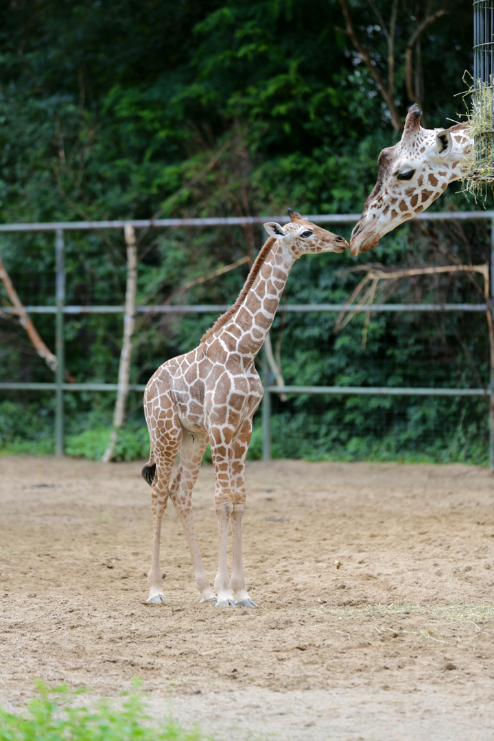 Giraffen Junges