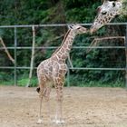 Giraffen Junges