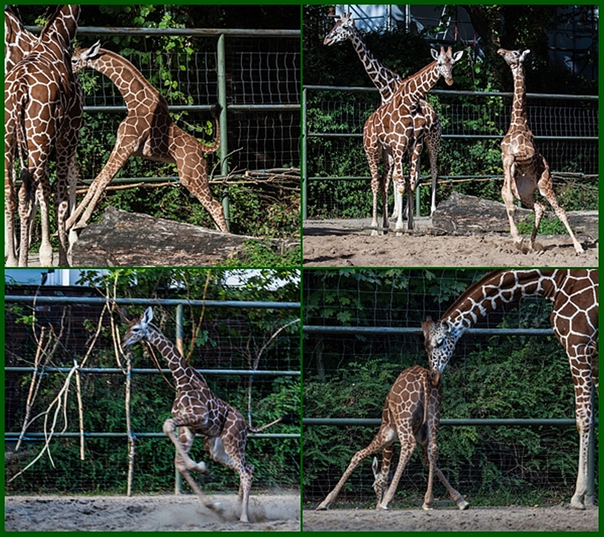 Giraffen Jungtier Sawadi kann nicht still stehen!