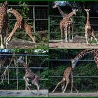 Giraffen Jungtier Sawadi kann nicht still stehen!