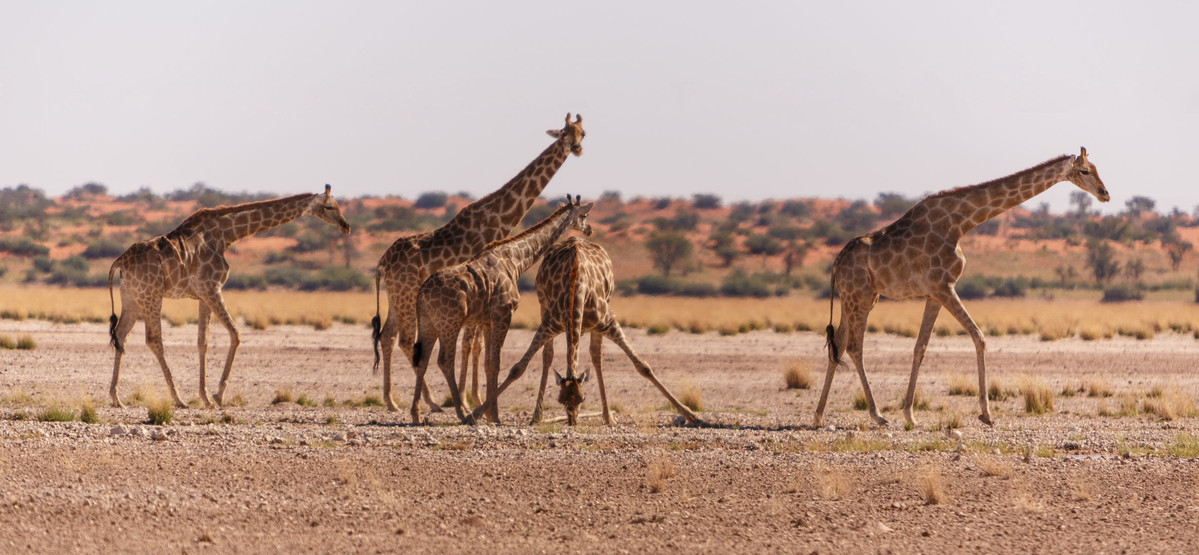 Giraffen - Kalahari - Namibia