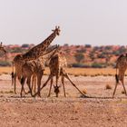 Giraffen - Kalahari - Namibia