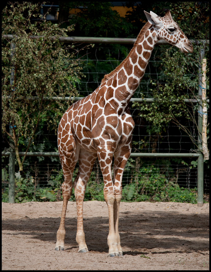 Giraffen-Kid