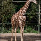 Giraffen-Kid