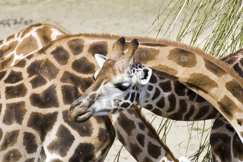 Giraffen-Knoten