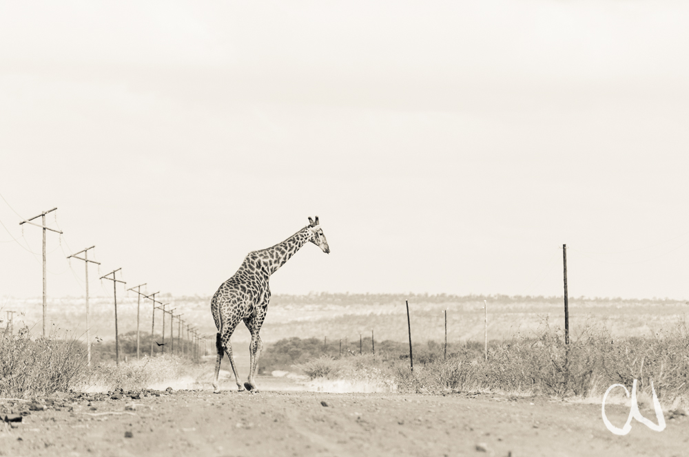 Giraffen kreuzen