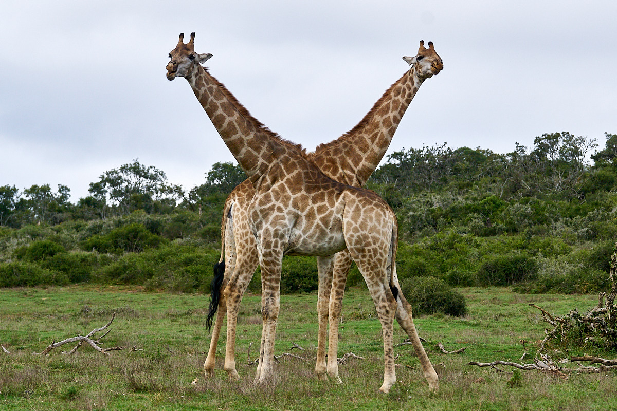Giraffen-Kreuzung