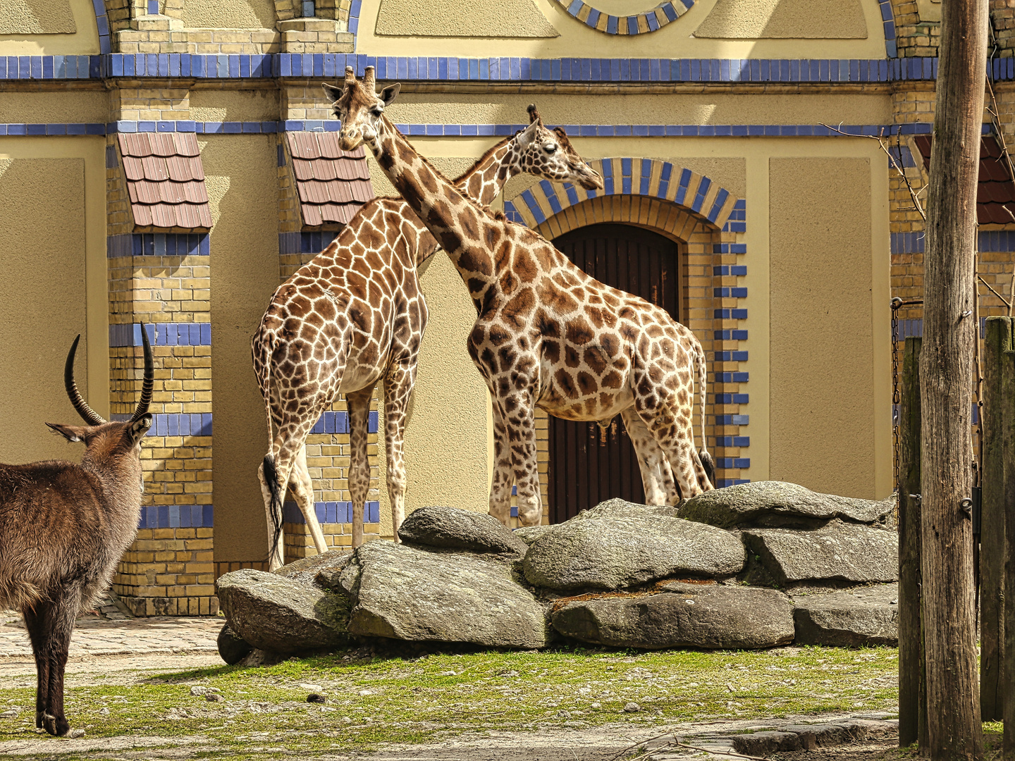 Giraffen-Kuscheln