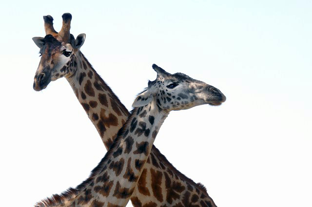 Giraffen Liebe