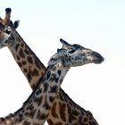 Giraffen Liebe