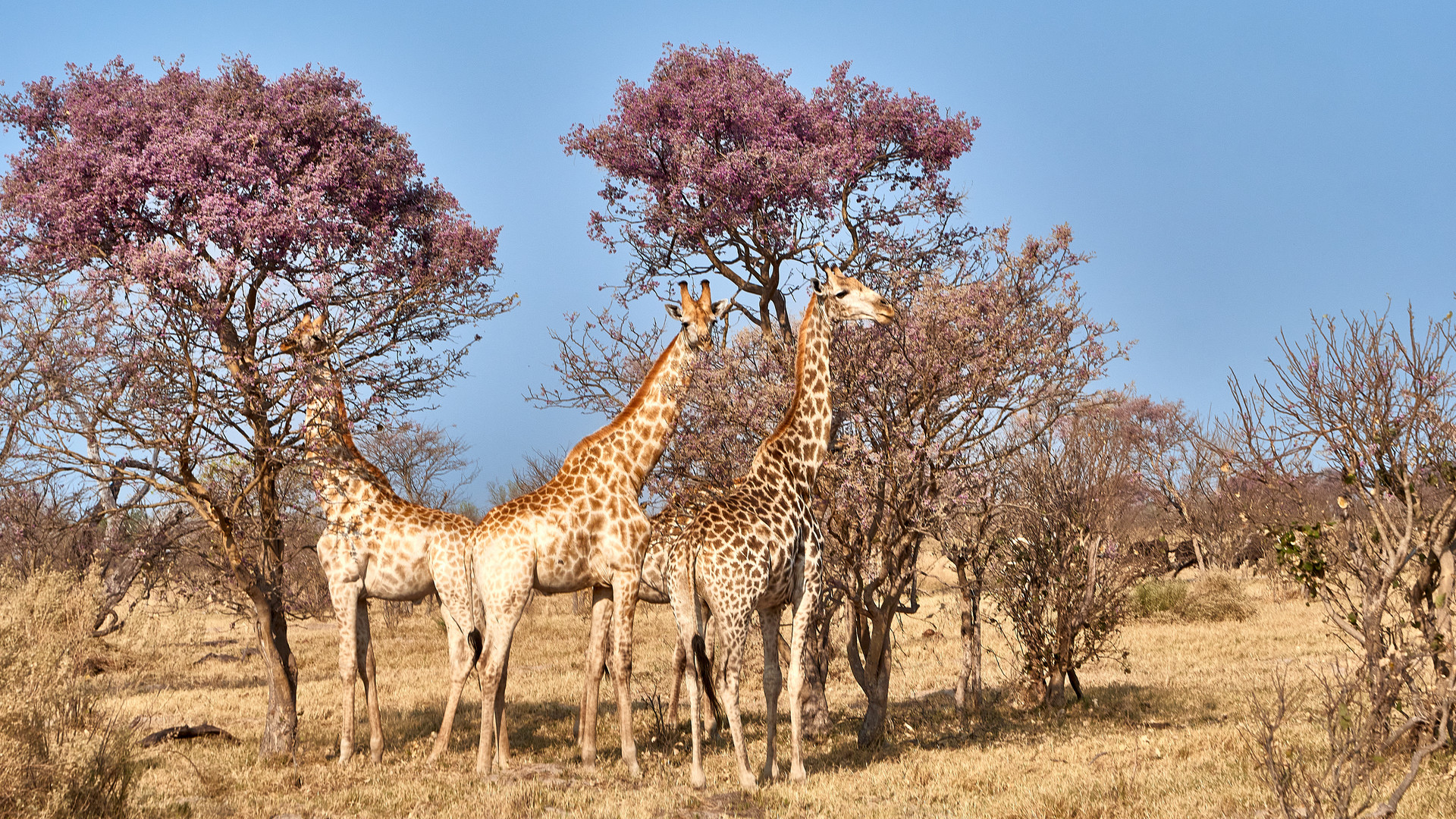 Giraffen lieben die Blüten der Akazien im Moremi 