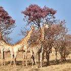 Giraffen lieben die Blüten der Akazien im Moremi 