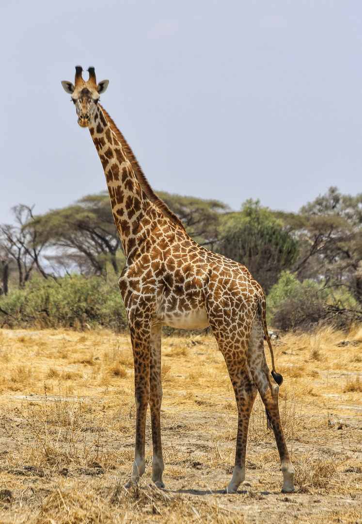 Giraffen mag ich sehr !