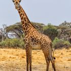 Giraffen mag ich sehr !