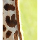 Giraffen-Makro