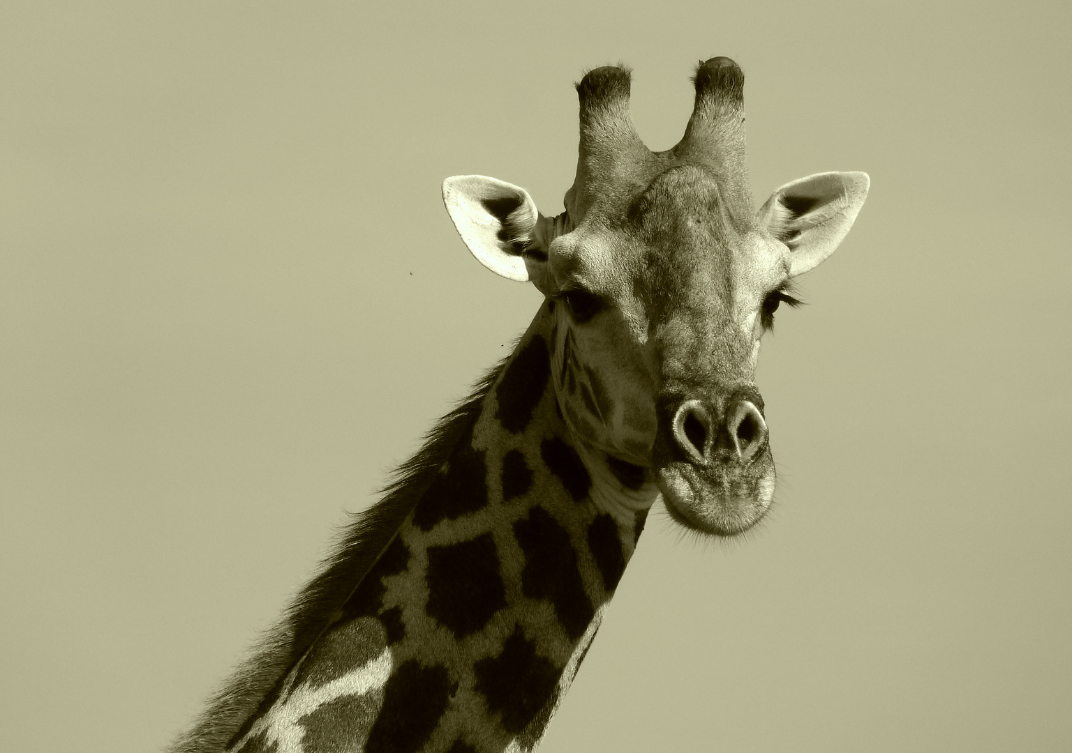 Giraffen-male