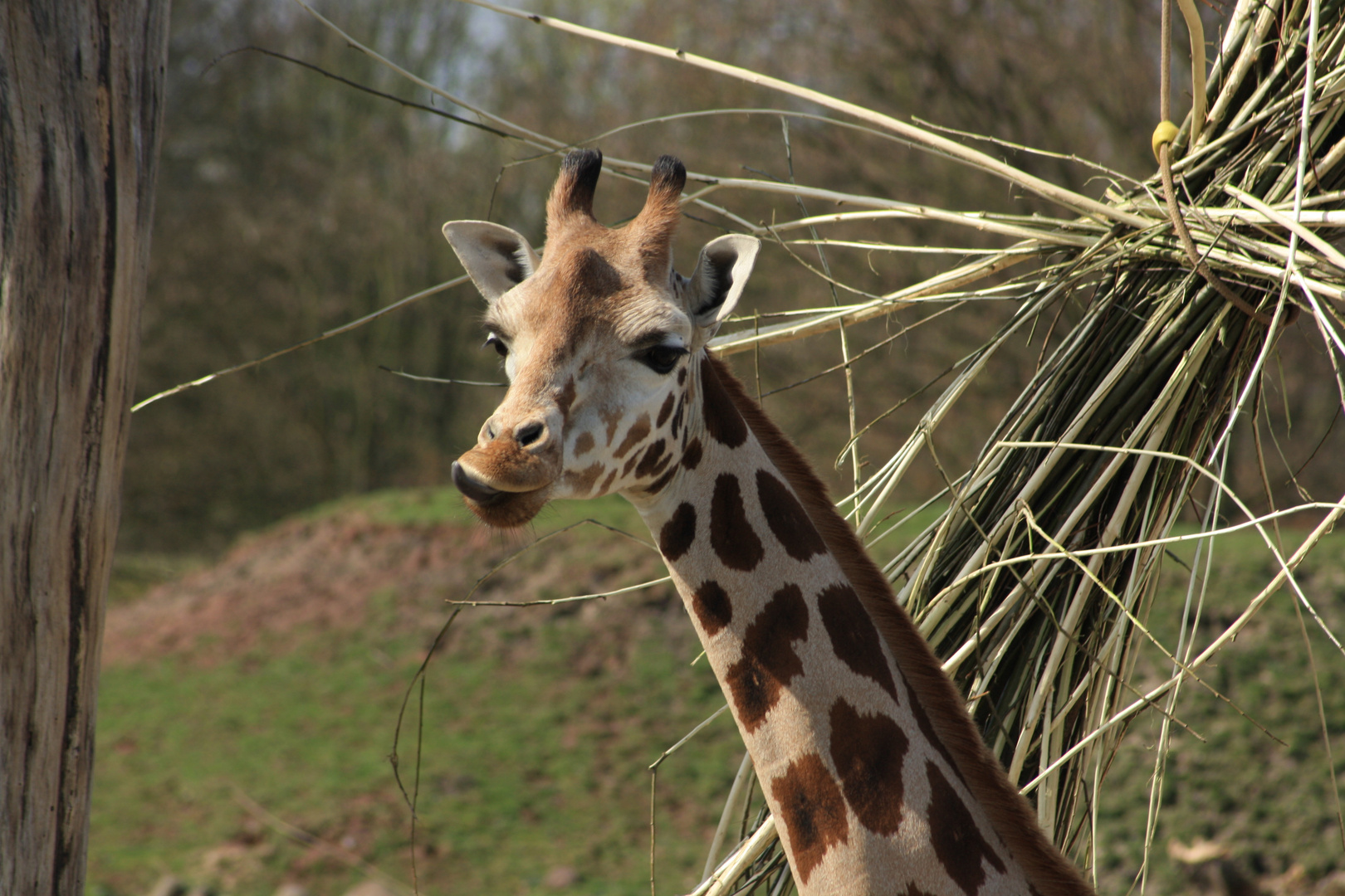 Giraffen Mama