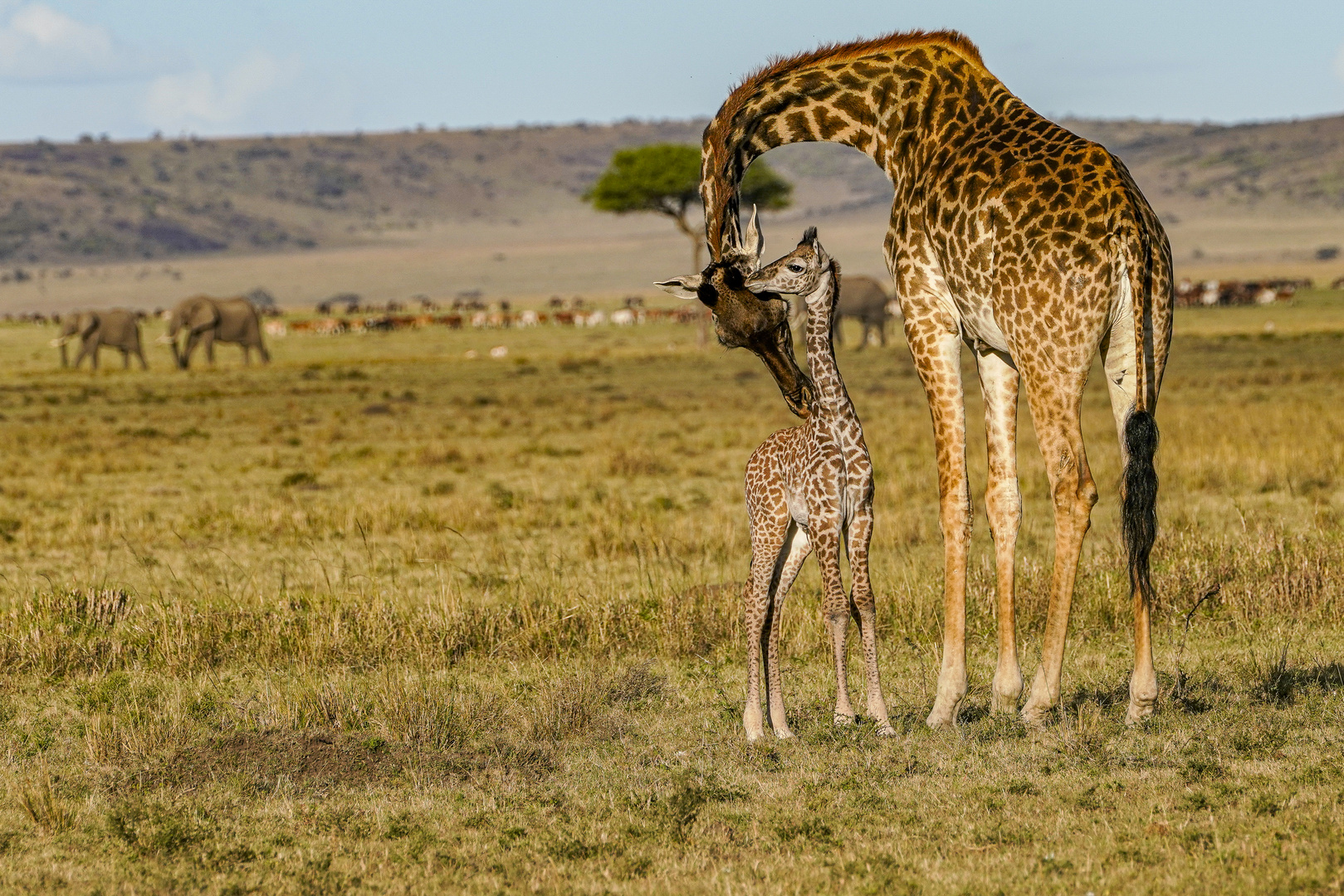 Giraffen Mama mit Baby