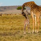 Giraffen Mama mit Baby