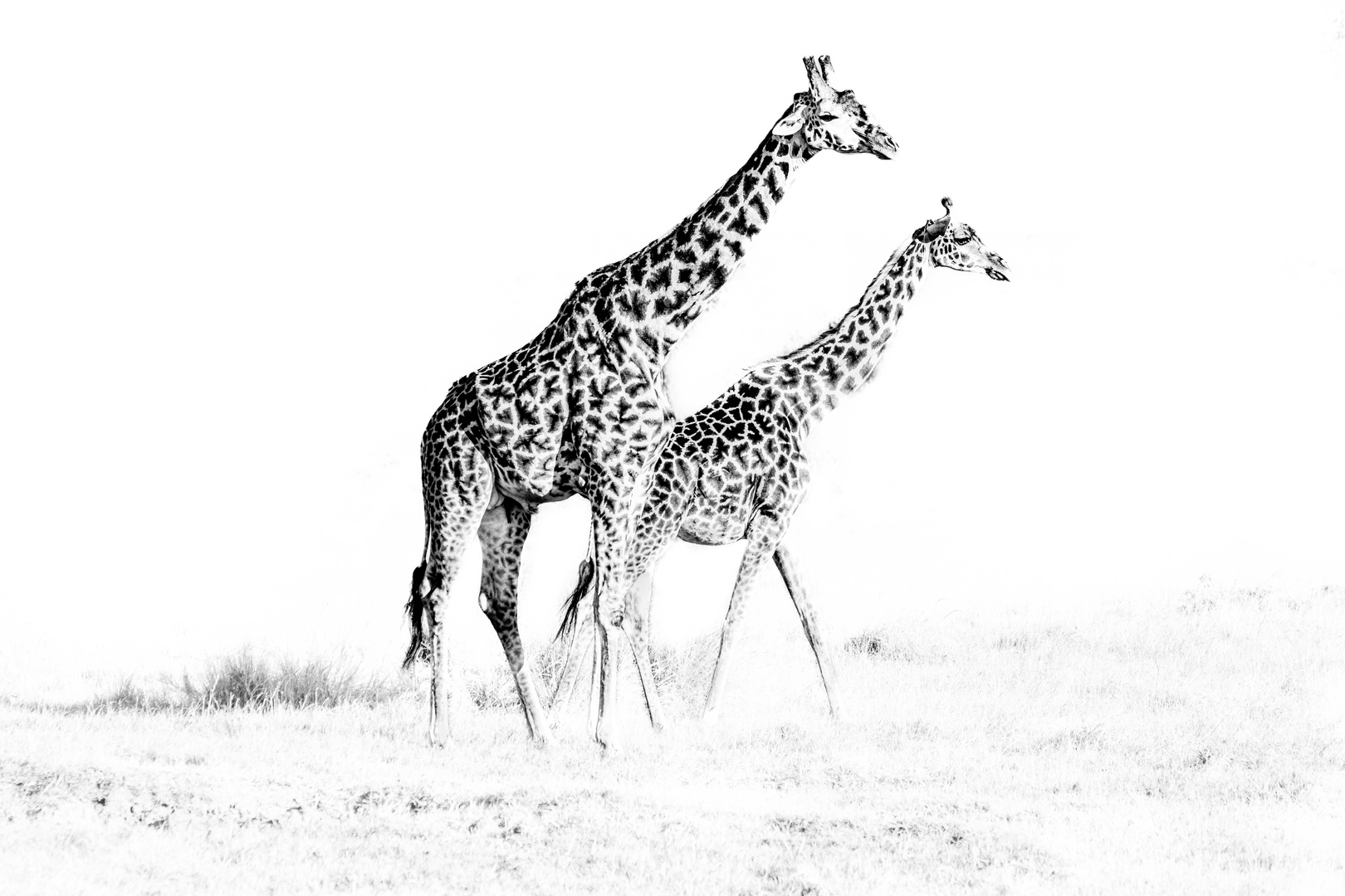 Giraffen Mama und Baby beim Morgenspaziergang