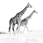Giraffen Mama und Baby beim Morgenspaziergang