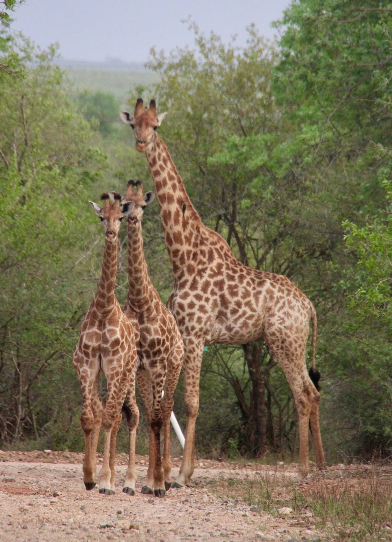 Giraffen Marloth-Naturreservat