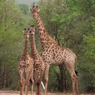 Giraffen Marloth-Naturreservat