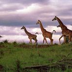 Giraffen, Masai Mara, Kenia