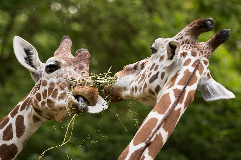 Giraffen mit "Gras"