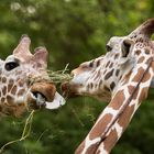 Giraffen mit "Gras"