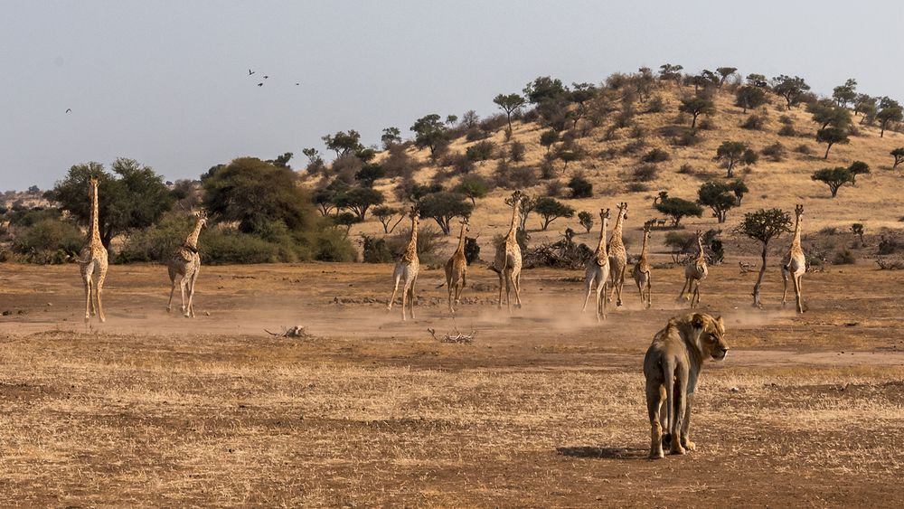 Giraffen mit Löwe
