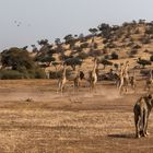 Giraffen mit Löwe