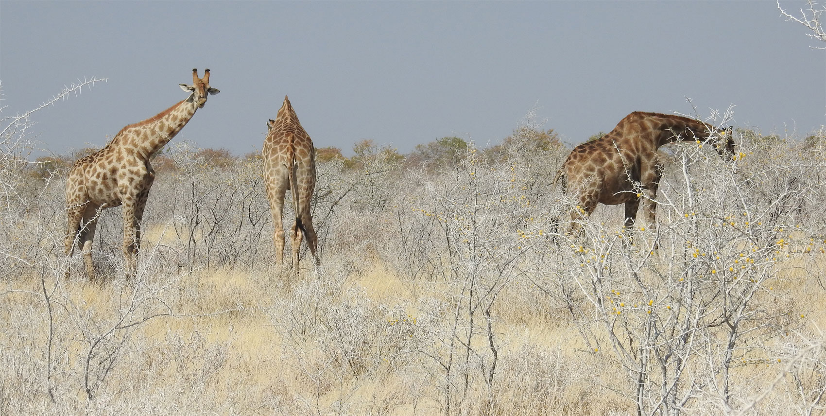 Giraffen müssen sich mühsam ihr Fressen suchen