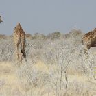 Giraffen müssen sich mühsam ihr Fressen suchen