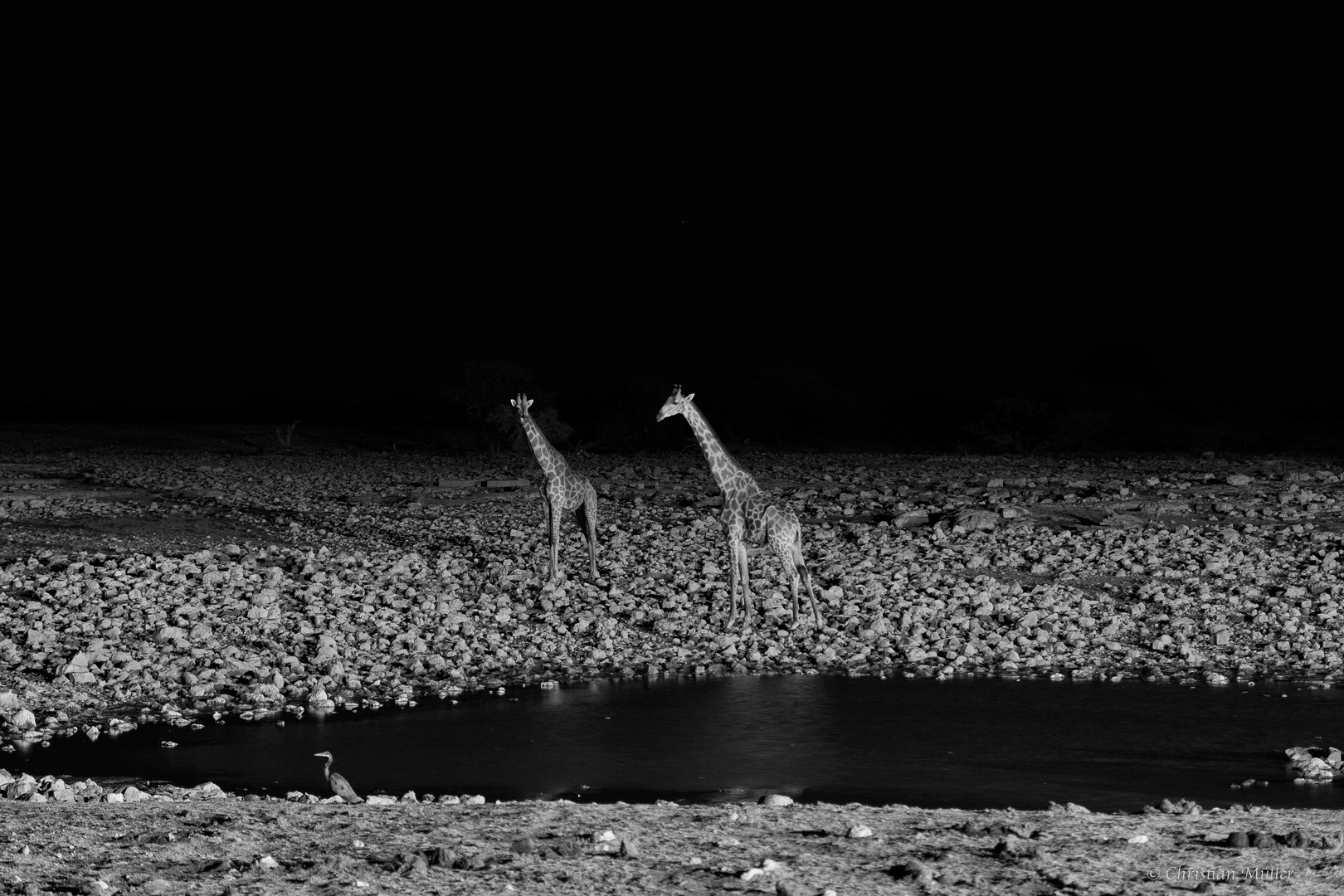 Giraffen nachts am Wasserloch, Etosha, Okaukuejo