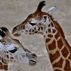 Giraffen-Nachwuchs