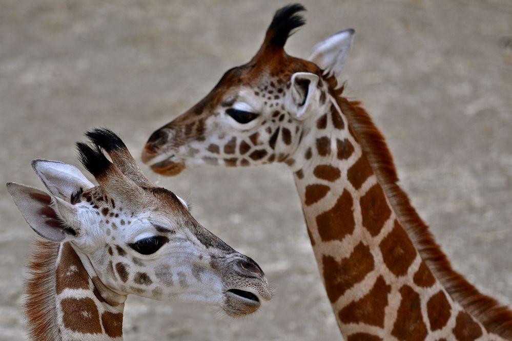 Giraffen-Nachwuchs